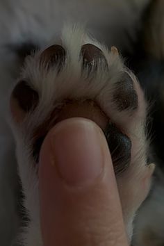 a close up of a person pointing at a cat's paw with it's thumb