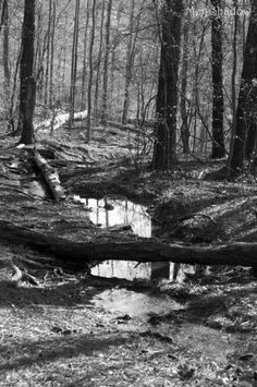 black and white photograph of a stream in the woods with fallen trees on either side