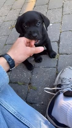 a small black dog sitting on top of a person's lap next to a pair of shoes