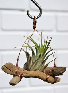 an air plant hanging from a hook on a branch