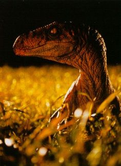 a close up of a small dinosaur in the grass with it's eyes open