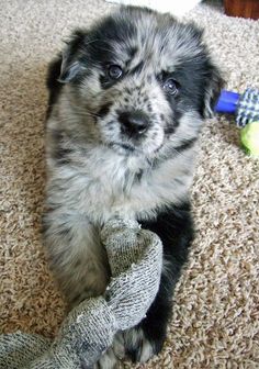 a puppy is sitting on the floor with a toy in it's mouth and looking at the camera