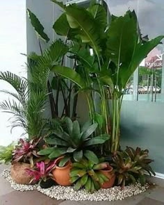 there are many plants in the potted planter