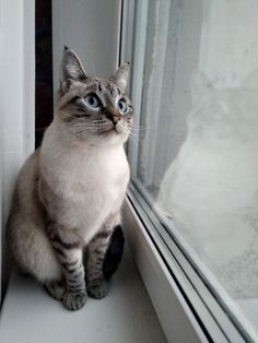 a gray and white cat sitting next to a window