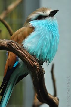 a blue and brown bird sitting on top of a tree branch