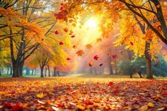 the sun shines through autumn leaves in a park with trees and grass on both sides