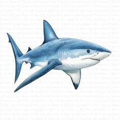 a drawing of a great white shark