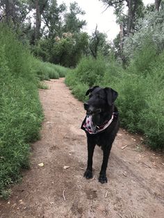 a black dog standing on top of a dirt road next to tall grass and trees