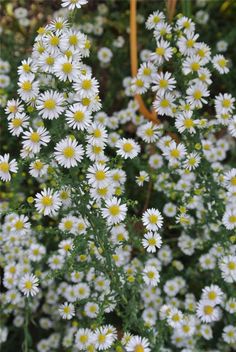 white flowers with yellow centers in a garden