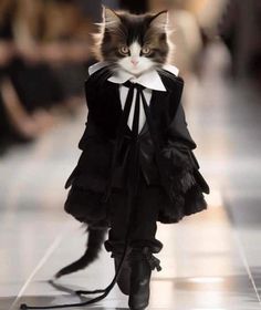 a cat dressed in black and white walking down a runway