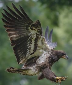 an eagle is flying through the air with it's wings spread