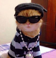 an orange and white cat wearing sunglasses and a sweater