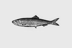 a black and white drawing of a fish