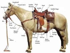 the parts of a horse that are labeled