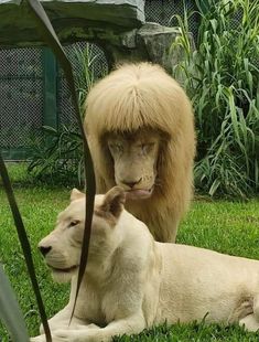 two white dogs laying in the grass next to each other and one dog with long hair on it's head