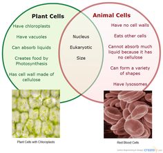 two venns in the same diagram, one has an egg and another has an animal cell