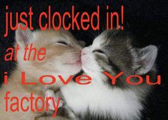 two kittens cuddling together with the caption just looked in at the i love you factory