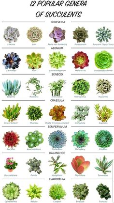 the top ten types of succulents are shown in this poster, which includes different