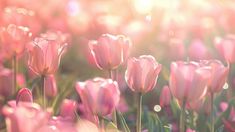 pink tulips are blooming in the sun on a sunny day with sunlight streaming through them