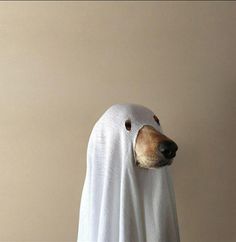 a dog wearing a white cloth covering it's face