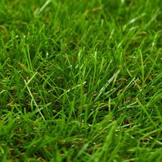 closeup of green grass with small yellow dots on the top and bottom part of it