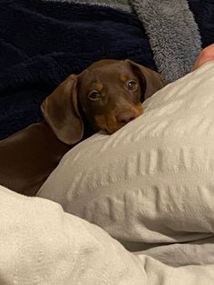 a brown dog laying on top of a bed covered in white sheets and blankets next to a person