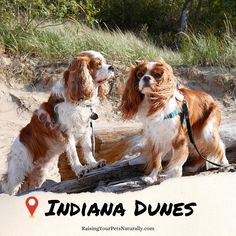 two brown and white dogs standing next to each other on top of a sandy beach