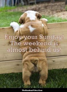 a brown and white dog laying on top of a wooden bench with the caption enjoy your sunday the weekend is almost behind us