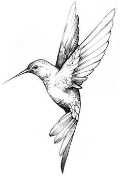 a drawing of a hummingbird flying in the air