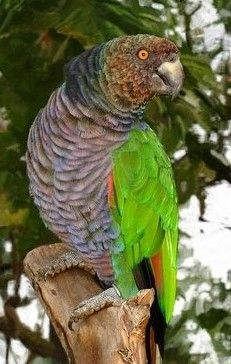 a colorful bird sitting on top of a tree branch