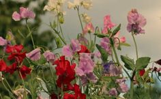 many different colored flowers are growing in the field