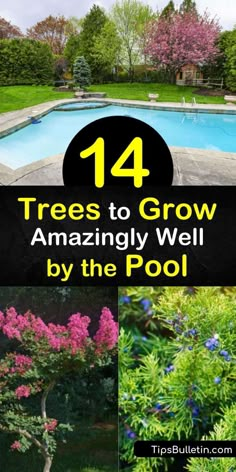 Landscaping By Pool Backyards, Pool Side Landscaping Ideas Backyard, Poolside Decorating Ideas Patio, Landscaping Ideas For Backyard With Pool, Yard With Pool Landscaping, How To Landscape Around A Pool, Landscape Ideas Trees, Backyard Pool Landscaping Privacy, Simple Backyard Pool Landscaping