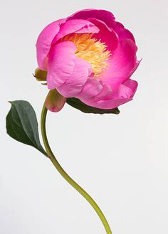 Flower References, Beautiful Flowers Photography, Botanical Painting, Pink Peony, Floral Artwork, Flower Art Painting, Jolie Photo