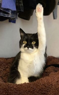 a black and white cat sitting on top of a brown blanket with his paw up