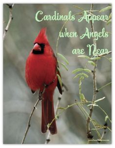 a cardinal sitting on top of a tree branch with the words cardinals appear when angels are near