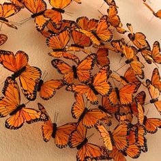 a bunch of orange butterflies flying in the air