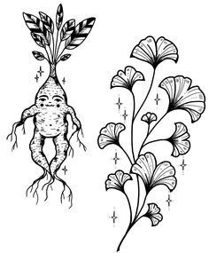 an image of a plant with roots and leaves on it's sides, vintage line drawing or engraving