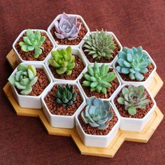 small succulents are arranged in hexagonal pots