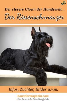 a black dog sitting on top of a table next to an orange and white sign