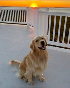 a golden retriever sitting on a porch with the sun setting in the background