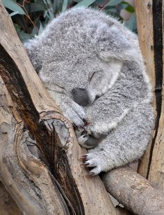 a koala sleeping on top of a tree branch