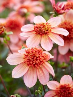 pink flowers with red centers in the middle