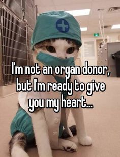 a cat wearing a green coat with scissors in it's mouth and the words i'm not an organ donor, but i'm ready to give you my heart