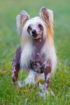 a small dog standing on top of a lush green field