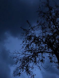 the tree is silhouetted against an overcast sky with dark clouds in the background