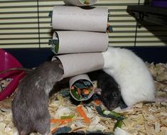 two hamsters eating food out of a bowl on top of some shredded up paper