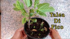 someone holding up a small potted plant with leaves