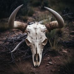 an animal skull with large horns is shown in the middle of a dirt field and grass