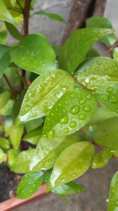 green leaves with water drops on them in a potted planter next to a brick wall