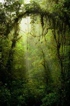 a dirt road in the middle of a forest with lots of trees on both sides